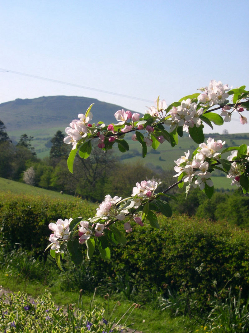 Blossom