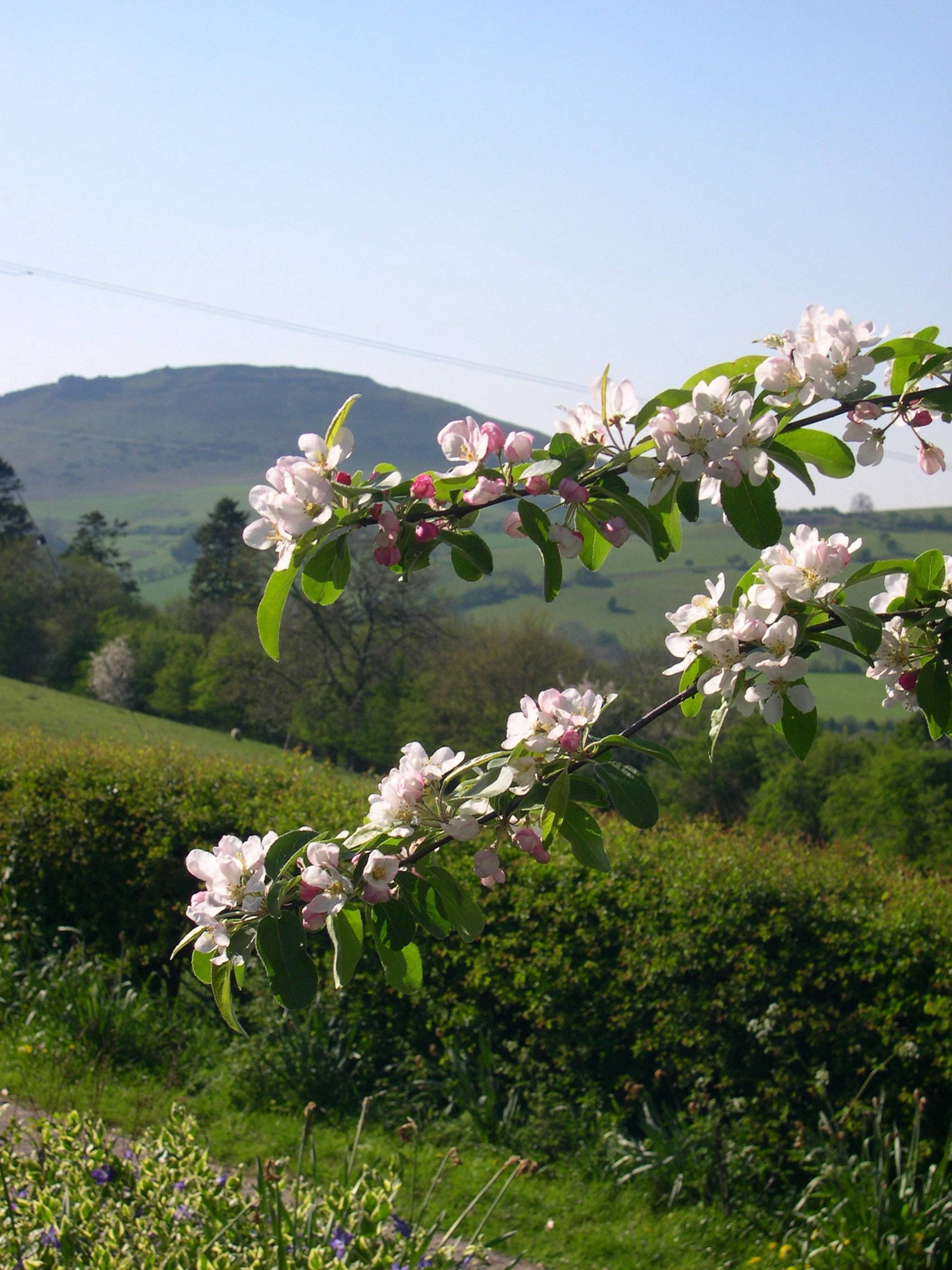 Blossom