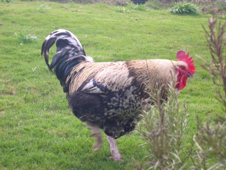 Cockerel