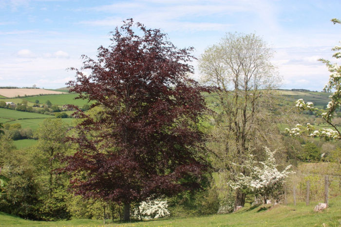 North Hill Farm Bed and Breakfast