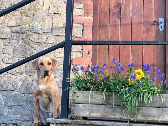 One of our animal guests