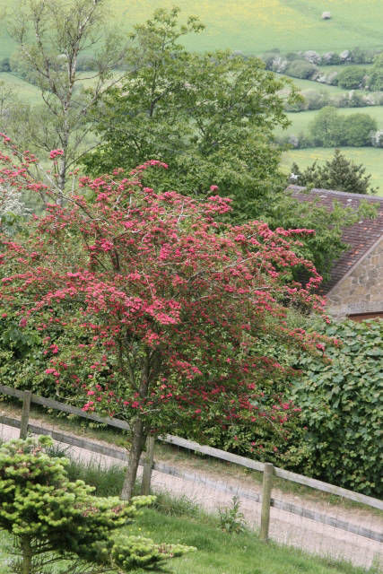 Hawthorn