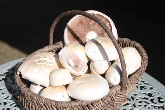 Home Grown Mushrooms