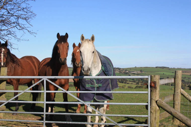 Horses