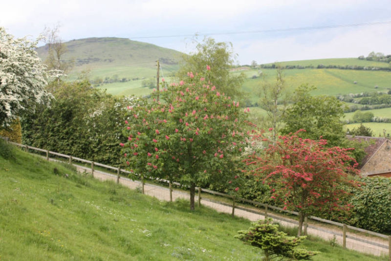 Spring View