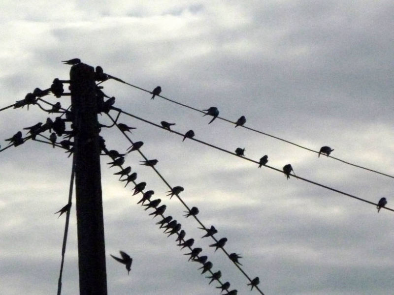 Swallows