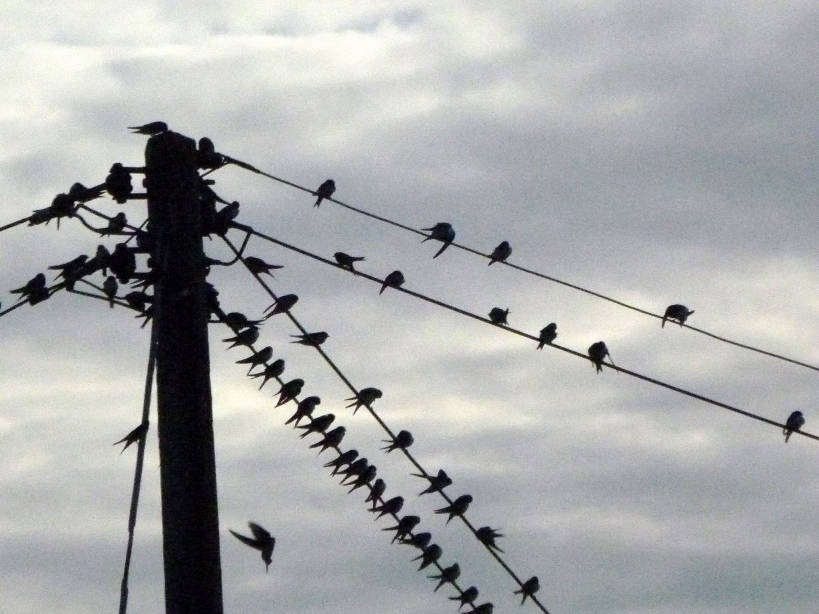 Swallows