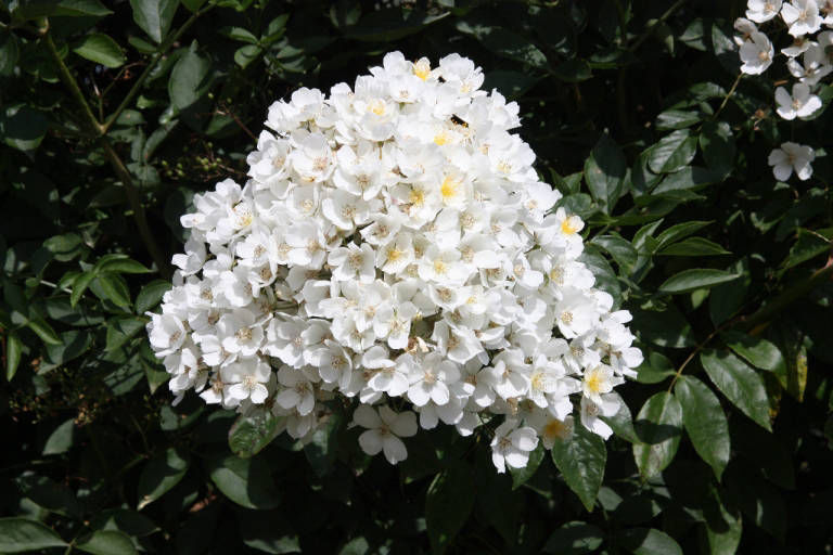 Wild Rose