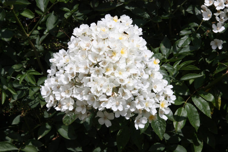 Wild Rose
